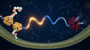 Interior de bacteria con membrana, ARN azul eléctrico con sección dorada, ribosomas ocres sintetizando esferas de proteína, factor Rho rojo fragmentando ARN.