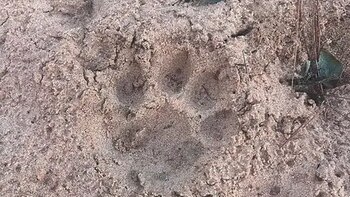 Encontraron huellas de un yaguareté en una escuela rural y desplegaron un amplio operativo para encontrarlo