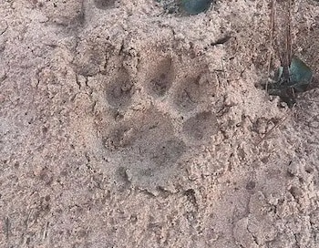 El yaguareté cuenta con resguardo legal en todo el territorio nacional por su condición de Monumento Natural