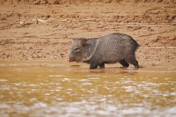 Las peticiones online que reclaman