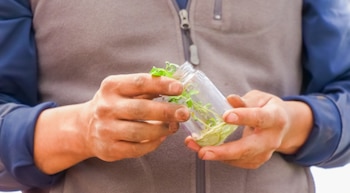 El acompañamiento técnico y el