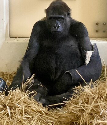 Gladys se fracturó el húmero durante una pelea con otras hembras de la tropa. (Cincinnati Zoo)