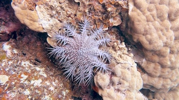 Estrella de mar corona de espinas de color blanco y púrpura con múltiples brazos y espinas puntiagudas sobre un lecho de coral marrón
