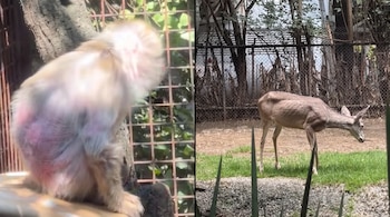 PETA denuncia que animales en el Zoológico de Chapultepec se encuentran en mal estado de salud