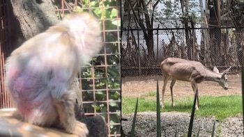¿Animales en Zoológico de Chapultepec están sufriendo? Reportan macacos en estado grave y antílopes desnutridos