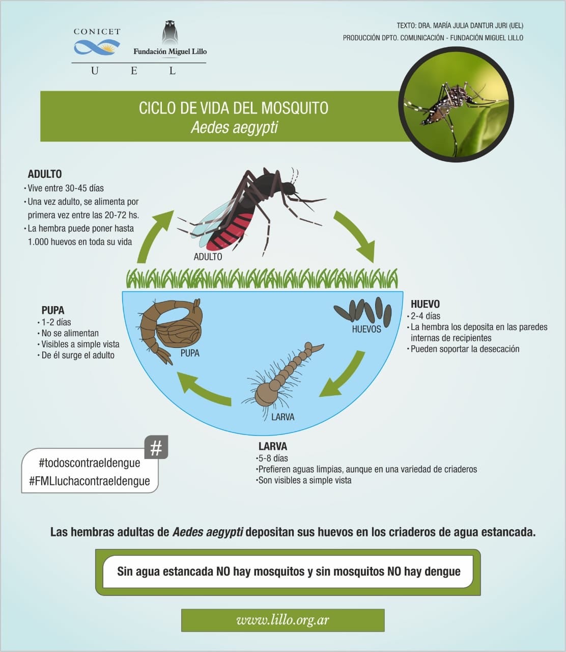 El ciclo del dengue (Conicet)