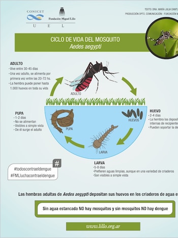 El ciclo del mosquito vector