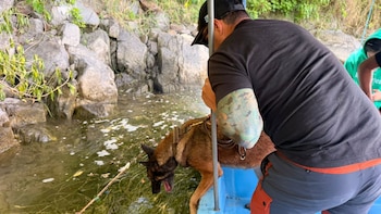 Hombre con gorra negra y tatuajes en el brazo izquierdo, sostiene un perro marrón con arnés que ingresa a agua verdosa desde una embarcación azul