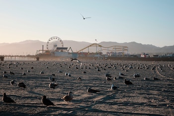 Playa arenosa con numerosas aves, algunas volando. Muelle con noria, montaña rusa y personas al fondo. Montañas distantes bajo cielo claro