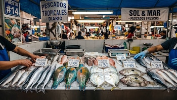 ¿Nuevas especies tropicales para la preparación del Ceviche, sudado y pescado frito?: Conoce los peces que podrían llegar a la cocina peruana