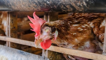 Bienestar animal, Sinergia Animal, SHV