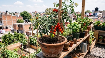 Una maceta de barro con una planta de jitomate saladette junto a otras plantas y herramientas de jardinería en una azotea.