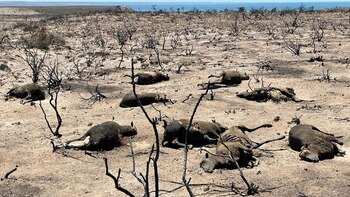 Como consecuencia de los incendios,