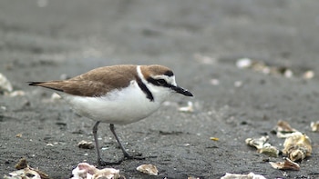 Tras esta investigacións los científicos