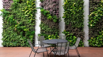 Las 8 plantas trepadoras más resistentes para decorar tu patio: fáciles de cuidar y con grandes beneficios