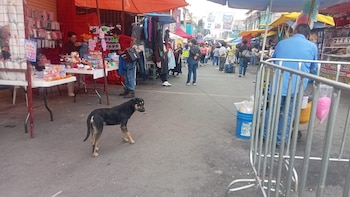 San Andrés Mixquic, Día de Muertos, Bienestar Animal, CDMX
