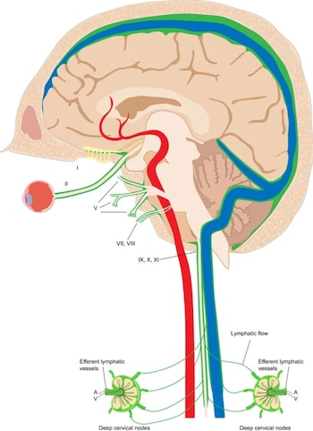 El sistema linfático dentro de las meninges del cerebro. (Albayram et al., Nature Comms. , 2022)