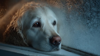 Los expertos advierten que el