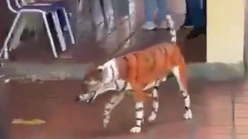 Polémica en Barranquilla: perro pintado con rayas de tigre genera debate sobre maltrato animal