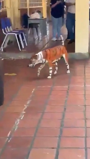 ---