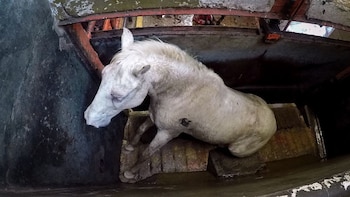 Consumo de carne de caballo en México preocupa a organización: matan 579 mil en el país cada año, revelan datos de la FAO