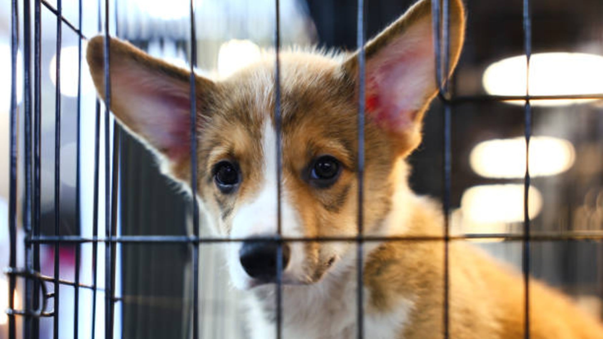 Diputados costarricenses proponen cobrar impuesto del 20% a la venta de mascotas y multas de hasta 50 salarios base por maltrato animal