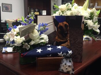 El perro fue el primer