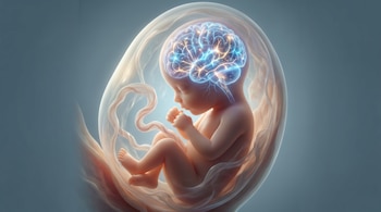 Ilustración científica de un feto humano en el tercer trimestre dentro del útero, con su cerebro iluminado por conexiones neuronales azules y doradas.