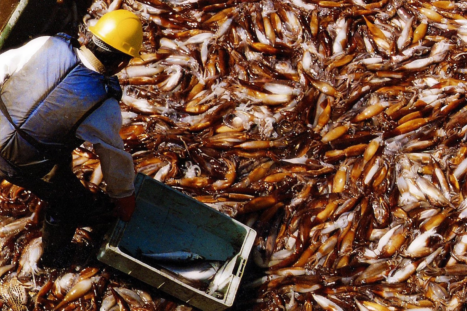 El calamar Illex argentinus -una pieza fundamental dentro de la cadena alimentaria marina- es uno de los recursos más perseguidos por las flotas internacionales (SAGyP)