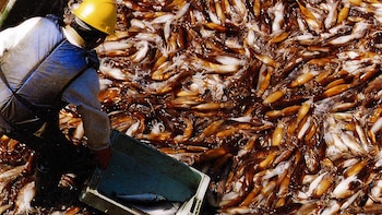 El sector pesquero arrancó 2026