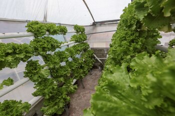 En cuarentena y en crisis,