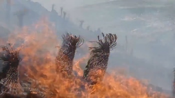 Milhares de frades foram incinerados em um incêndio que consumiu mais de 65 hectares no paramo de Boyacá