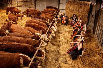 The students of the Scandinavian