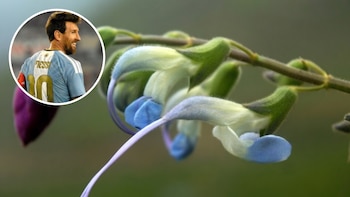Salvia messii, la flor andina que une ciencia, biodiversidad y un homenaje a Lionel Messi