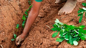 Cultivo de coca (Bloomberg)