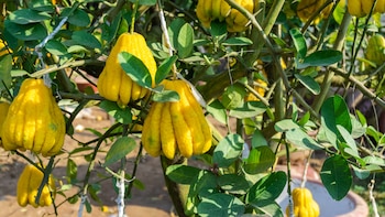 Plantación de la mano de