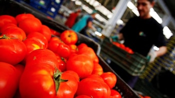 Tomate, papa y cebolla, entre