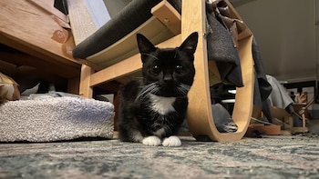 Fig, la gata que padece