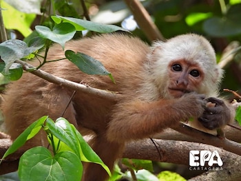 EPA Cartagena asumió la custodia de los animales incautados para su valoración y recuperación - crédito EPA Cartagena / Facebook