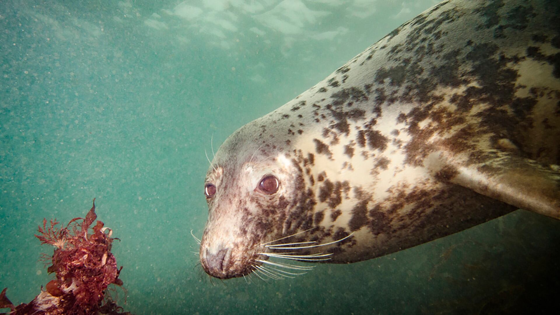 La composición de la leche de foca gris cambia día a día durante la lactancia para adaptarse a las necesidades de las crías en el océano (Keith Wilson INaturalist México)
