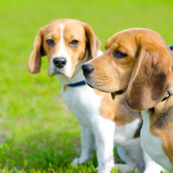 Dos perros de raza beagle con collar sobre césped verde, uno en primer plano mirando a un lado y otro detrás