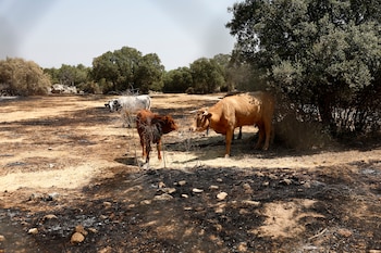 Unas vacas descansan en la tierra quemada de Fresnedillas de la Oliva. (EFE/Rodrigo Jiménez)