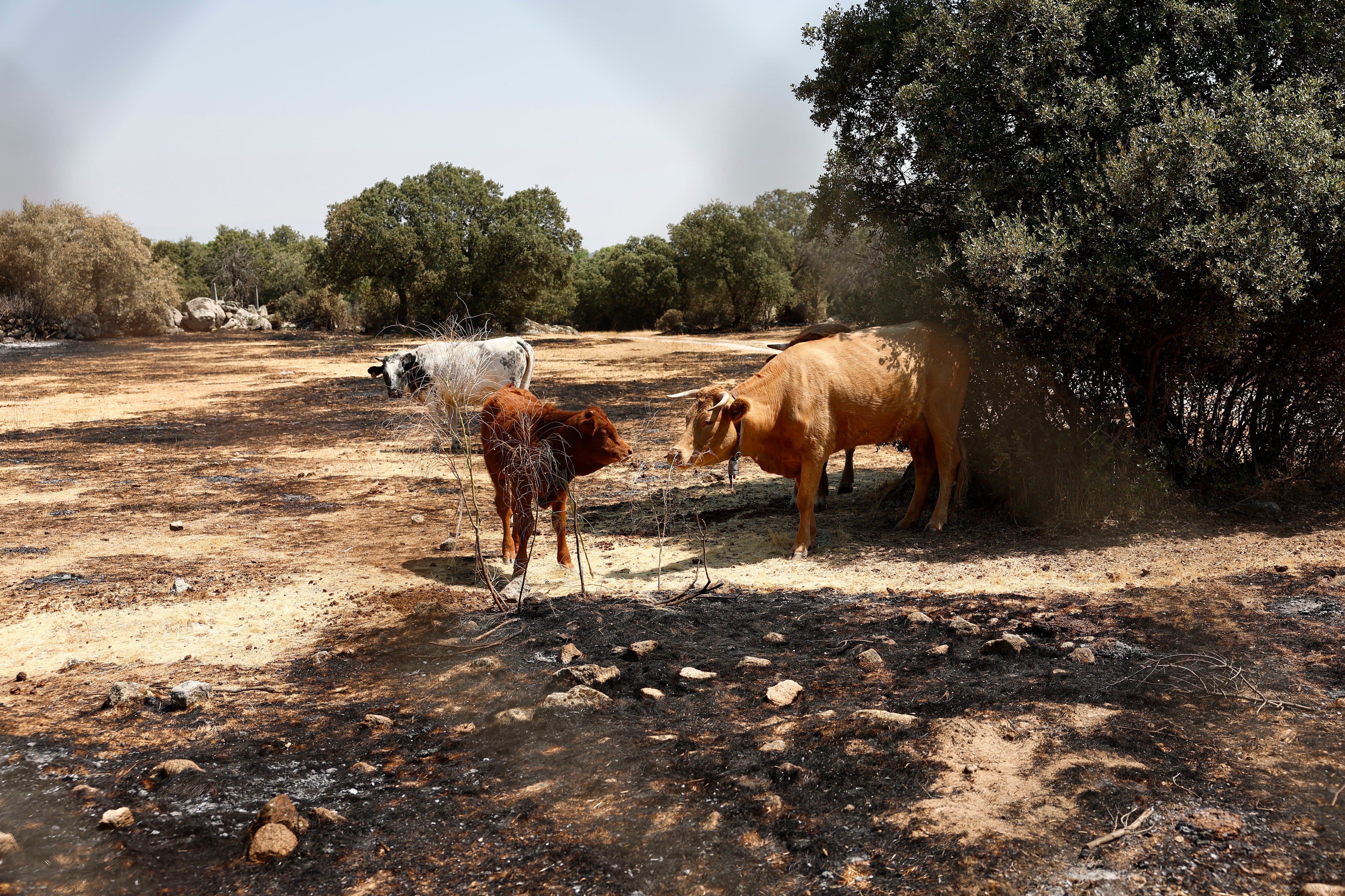 Unas vacas descansan en la tierra quemada de Fresnedillas de la Oliva. (EFE/Rodrigo Jiménez)