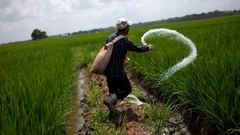 Un granjero usa fertilizante urea