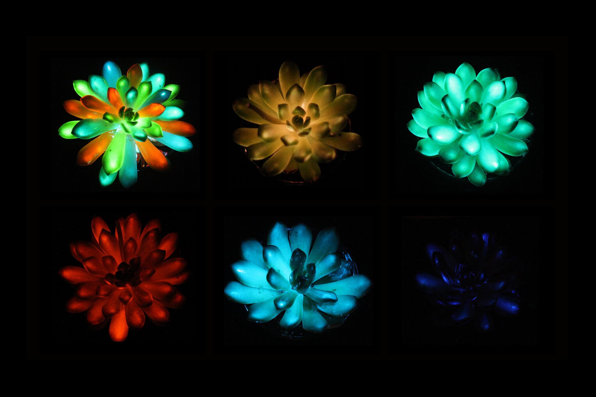 Cómo son las plantas suculentas luminosas que brillan en la oscuridad -  Infobae