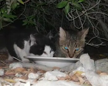 El abandono de gatos en