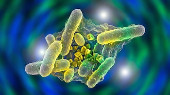 Bacterias alargadas de color verde y amarillo agrupadas junto a cristales amarillos sobre un fondo azul y verde desenfocado.