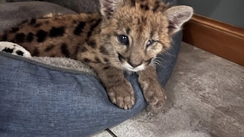 La historia de Malvina, la cachorra de puma que sobrevivió a un choque en la Ruta 40