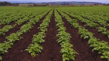 Fertilización foliar: una herramienta que gana terreno para potenciar los rindes
