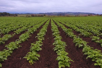 Cultivo de maní